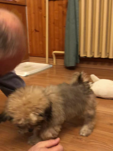 Milo as a fluffy puppy on a wooden floor, with my dad leaning down to play with him